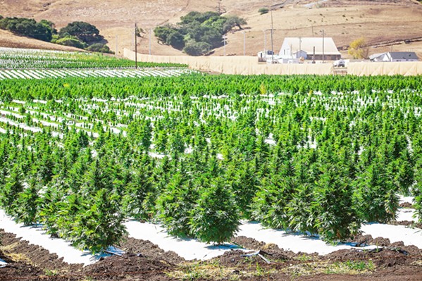 IN EFFECT SLO County's new hemp regulations are upheld for now after a judge ruled against a preliminary injunction against them on June 26. - FILE PHOTO BY JAYSON MELLOM