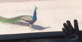 Kevin the peacock becomes beloved Nipomo mascot