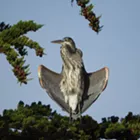 Winning Images 2020 - Animals entries