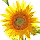 Winning Images 2020 - Flora entries