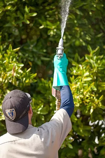 BUG SPRAY: The California Department of Food and Agriculture has been conducting eradication efforts for the Asian citrus psyllid, an invasive insect that can transmit a disease deadly to citrus trees. - PHOTO BY KAORI FUNAHASHI