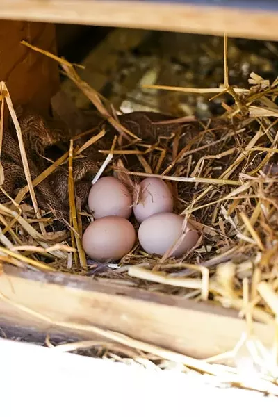 FRESH EGGS: George and Liz get about three eggs a day in the summer months. - PHOTO BY GLEN STARKEY