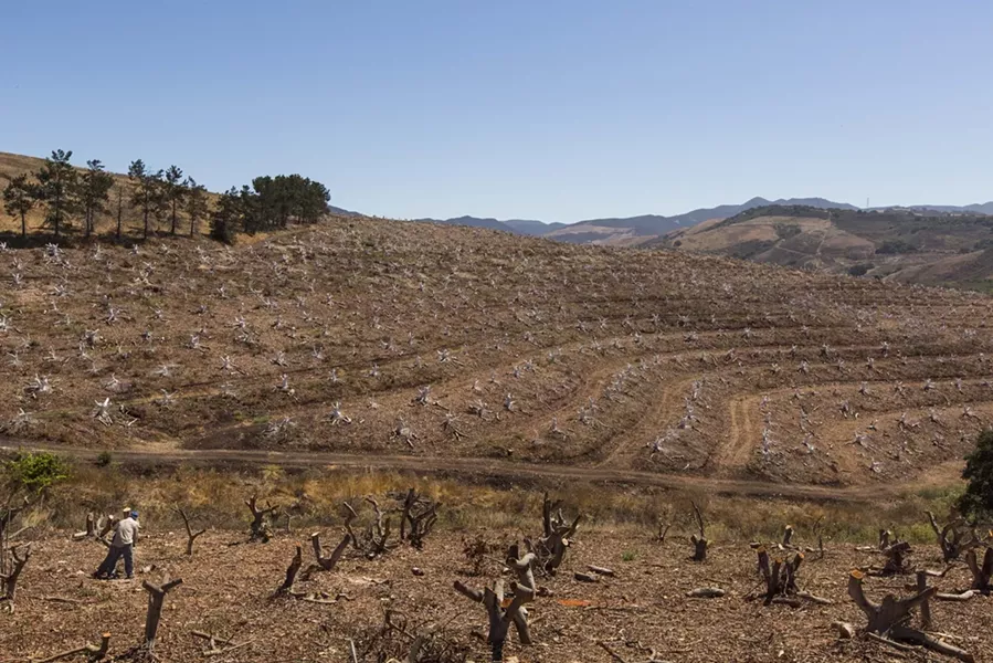 STUMPED: Avocado trees stand in different stages of the stumping process at Morro Creek Ranch. - PHOTO BY HENRY BRUINGTON