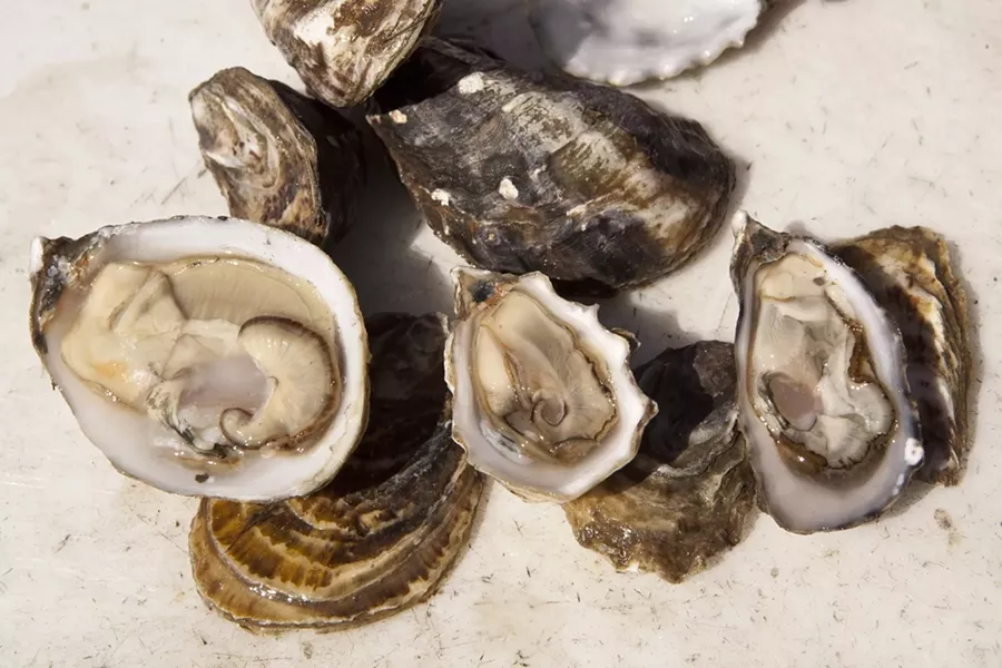 THE CHOICEST OYSTERS : The Morro Bay Oyster Company will be shucking oysters at the aphrodisiac lounge. - PHOTO BY STEVE E. MILLER