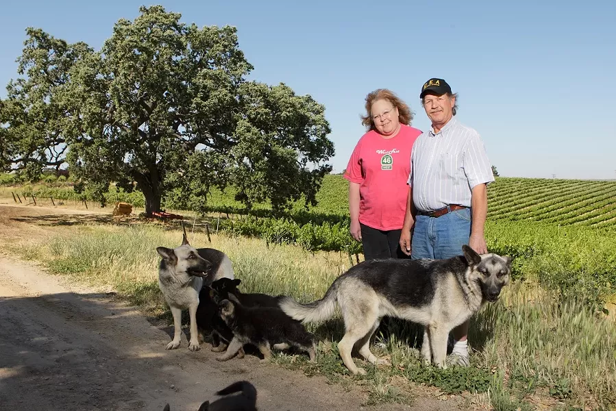 HARVEST HOUNDS : Doce Robles Winery owners Maribeth and Jimmy Jacobsen are justifiably famous for their sumptuous red varietals, and their lovable constant companions. - PHOTO BY STEVE E. MILLER