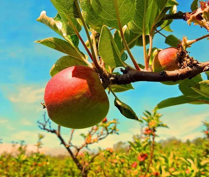 APPLES TO APPLES: Yellow-fleshed Braeburn apples, perfect for baking, stewing, juicing, and snacking, are ready to be picked at SLO Creek Farms, located off San Luis Bay Drive. - PHOTO BY BRANDON GABLE