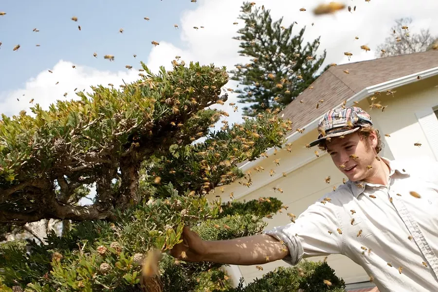 EBT : Isaac Miller, who responds to 911 emergency calls about bees, captured this swarm (not African, in this case) in a SLO neighborhood. - PHOTO BY STEVE E. MILLER