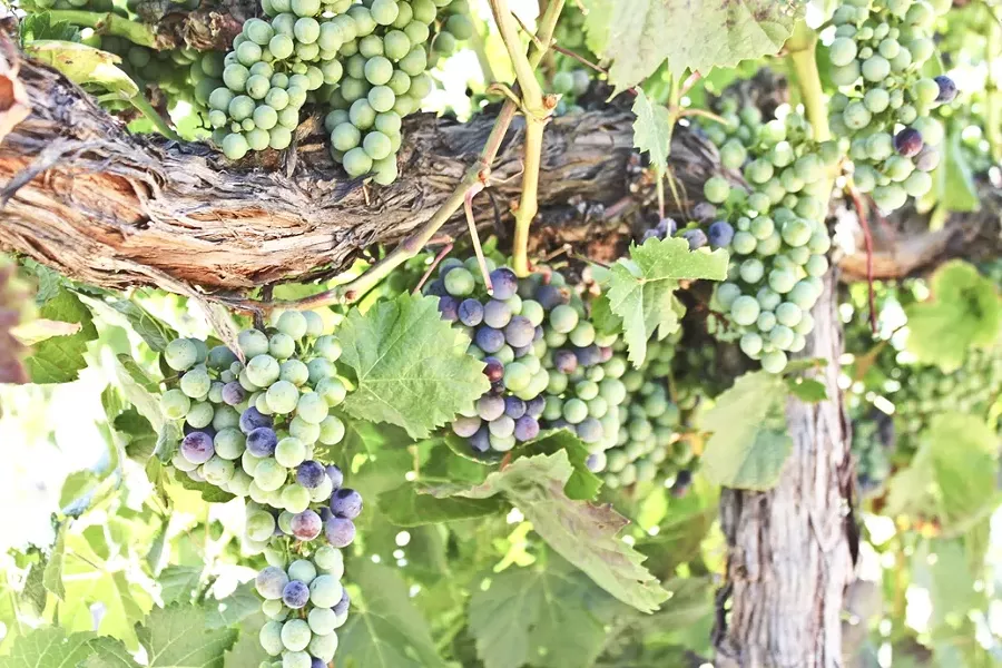 POP OF COLOR: Malbec grapes at Robert Hall Winery in eastside Paso Robles experienced veraison (a fancy word for ripening) on July 7, which puts their harvest about a week to 10 days ahead of schedule. Across the region, grapes are reaching - peak ripeness earlier, thanks to an overall warmer, drier growing season. - PHOTO BY DON BRADY