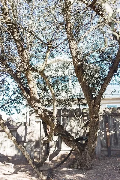 HEDGING THEIR BETS: The height of a row of myoporum trees that have grown between two Morro Bay neighbors sparked a contentious legal battle, and now, contempt of court and criminal charges against Carl Grilli, who planted the trees in the early 1990s. Grilli’s neighbor, Bob Kraus, whose home is pictured, won a civil suit against Grilli over the height of the hedge. - PHOTO BY JAYMIE SHEARER