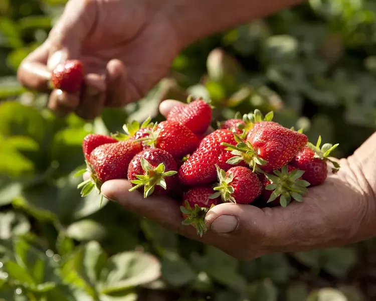 cuisine-berries-5-230.jpg