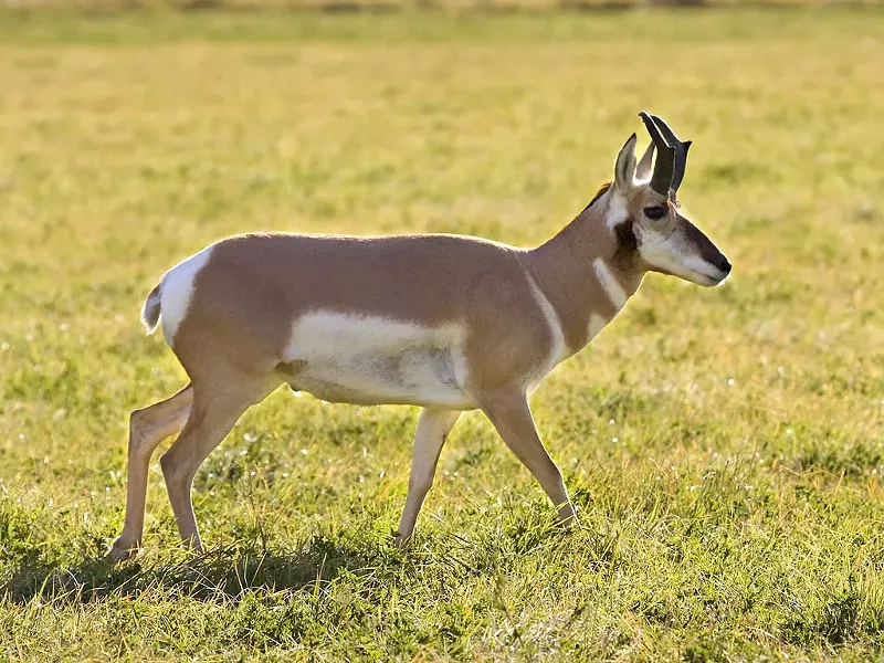 HOME ON THE RANGE : Pronghorn antelope, the fastest land animals in the New World, have lived on such open plains as the Carrizo for hundreds of millenia. - PHOTO BY BILL BOUTON