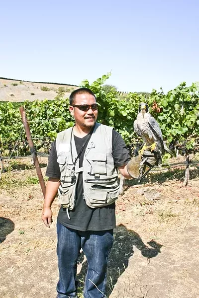 VINEYARD PATROL: Dexter the hawk patrols the vines at Laetitia Vineyard and Winery in Arroyo Grande during the harvest season, which is just beginning at the scenic locale. Juicy grapes attract all sorts of pests, but they are no match for this winged watcher. - PHOTO BY HAYLEY THOMAS