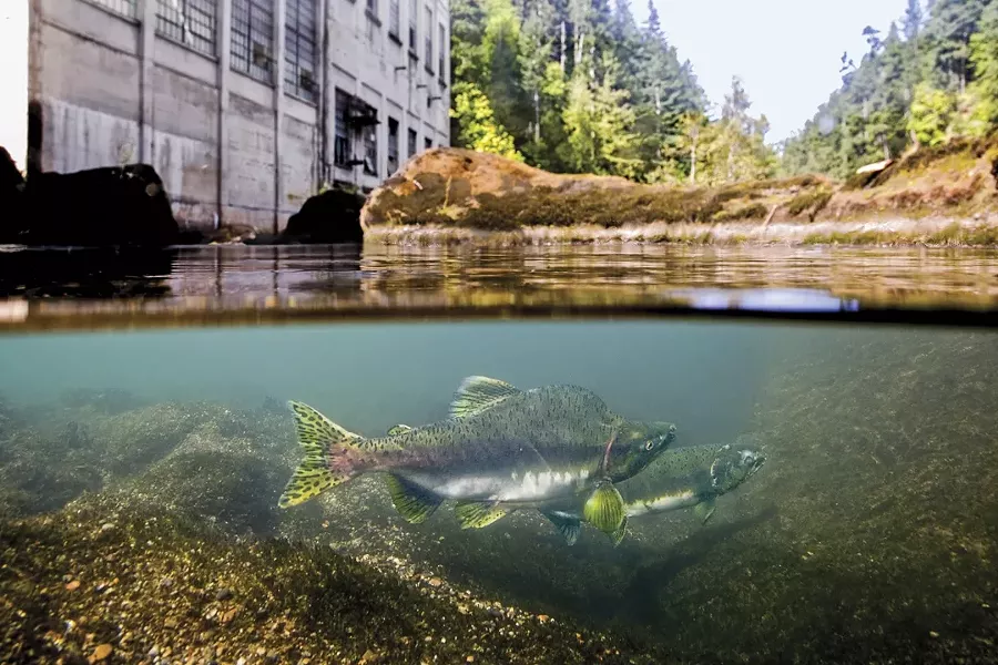 FISH OUT OF WATER: Washington state’s Elwha Dam, now removed, blocks a pair of spawning salmon from continuing upstream. - PHOTO BY MATT STOECKER