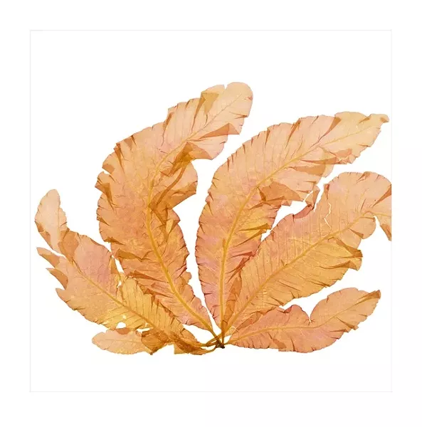 OCEAN FLOWER: Iselin was able to scan the historical red algae delesseria sanguinea that was collected in Britain in the 1880s. - IMAGE BY JOSIE ISELIN