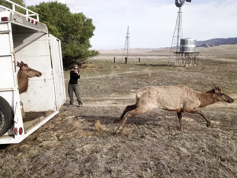 FREE TO ROAM: Two young tule elk bulls emerge from a trailer on the Carrizo Plain Ecological Reserve in SLO County, where 12 elk were realeased as part of a larger repopulation effort. - PHOTO COURTESY OF CALIFORNIA DEPARTMENT OF FISH AND WILDLIFE