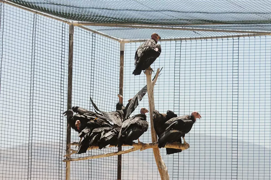 FEATHERED FRIENDS : Condors are captured for semiannual checkups, then released. - PHOTO BY PAUL WELLMAN