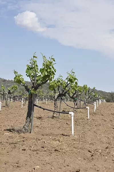 DRIP DROP: The drought forced Condor’s Hope to irrigate its vines this season so the plants don’t die. The grapes are watered once every three weeks. - PHOTO BY CAMILLIA LANHAM
