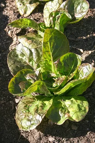 GREENERY: Crisp red leaf lettuce is ready for picking at JUSTIN Vineyards & Winery in Paso Robles thanks to Annette Pollock’s green thumb. - PHOTO BY HAYLEY THOMAS