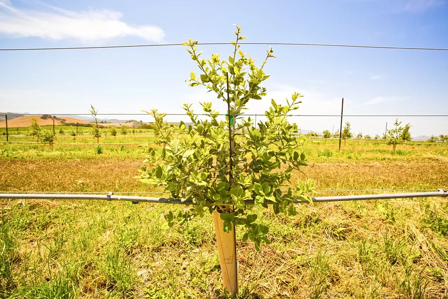 WHAT LIES BENEATH?: While it may not look like much now, this oak tree, like hundreds of others on Terry Speizer’s Edna Valley farm, is inoculated with truffle spores. - PHOTO BY HENRY BRUINGTON