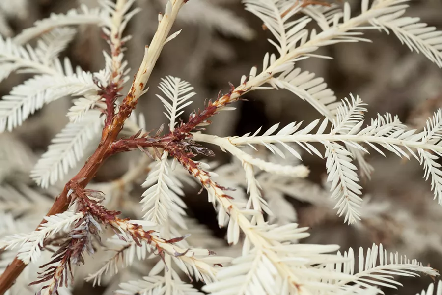 DON’T PLUCK ME: Should you happen across one of these albinos plants, remember they are very fragile and extremely rare. If you break off a branch, it will turn brown. So don’t clown around. - PHOTO BY STEVE E. MILLER