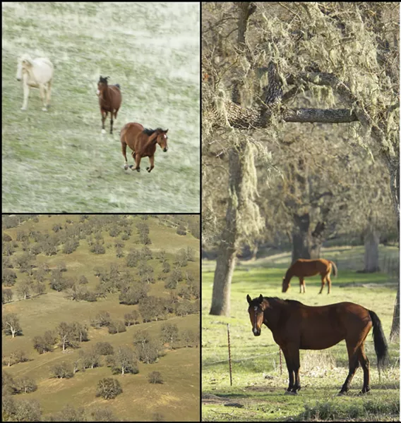 THE OLD WEST TODAY : Ranchers still round up the cattle on horseback, riding among the healthy oaks that provide sustenance for wildlife too. - PHOTO BY STEVE E. MILLER