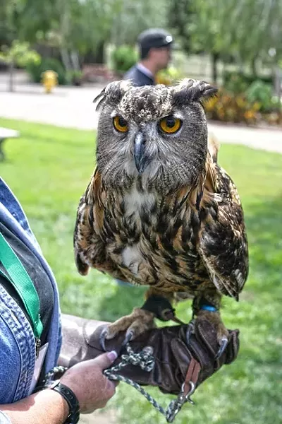 WHO? WHO? : Zophia is an Eagle Owl whose eyes don’t move, though her head rotates 270 degrees. - PHOTO BY GLEN STARKEY