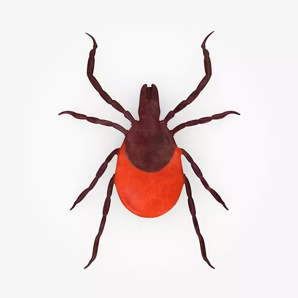 EAST COAST!: The Centers for Disease Control reported that in 2012, 95 percent of Lyme disease cases were reported from 13 states: - - • Connecticut - • Delaware - • Maine - • Maryland - • Massachusetts - • Minnesota - • New Hampshire - • New Jersey - • New York - • Pennsylvania - • Vermont - • Virginia - • Wisconsin - - ISTOCK ILLUSTRATION