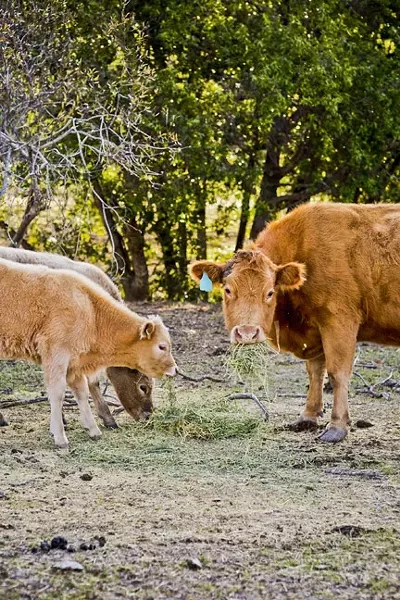 HUNGRY FOR MORE: A cow and two calves eat hay strewn across the barren ground on Dick Nock’s ranch near Morro Bay. While some rain has come, more is needed in order for a decent grass crop. - PHOTO BY HENRY BRUINGTON