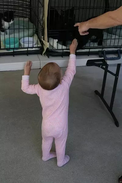 WANNA KITTY!: Scarlett Robesky really wants a kitty, but her parents Dylan and Sheri fear she’s still too young to play with something so fragile. - PHOTO BY GLEN STARKEY