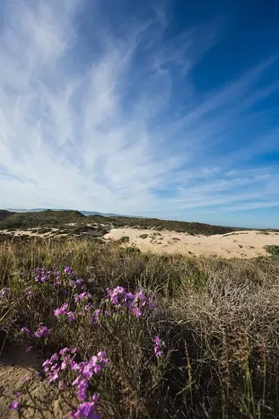COLORS IN PERIL: The prickly phlox (Linanthus californicus) with its purple flowers is among 26 imperiled native plants that inhabit the Guadalupe-Nipomo Dunes National Wildlife Refuge. An ongoing experiment is testing the efficacy of an aerially sprayed herbicide to control veldt grass (Ehrharta calycina, seen growing in the middle of the landscape), an invasive species wreaking havoc on the dune scrub habitat. - PHOTO BY KAORI FUNAHASHI