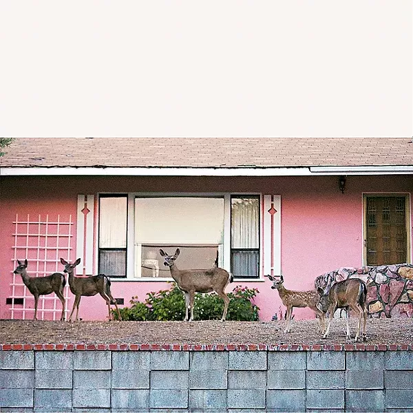 PRETTY IN PINK: When photographer Coral Kessler pulled up to this pink house in her Paso Robles neighborhood, she was thrilled to see a total of nine doe just standing there, waiting to be immortalized. - PHOTO BY CORAL KESSLER