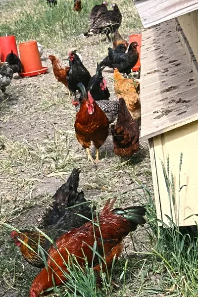 HOME AND HEART: Hens and roosters forage and free-range outside their mobile chicken tractor at Dare 2 Dream Farms. - PHOTO BY HAYLEY THOMAS