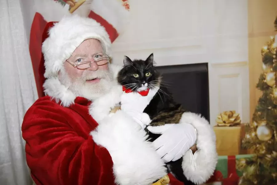 MEOWY CHRISTMAS: Two years ago Cat Cat sat on Santa’s lap at Woods Humane Society and requested a lifetime supply of catnip for Christmas. - PHOTO COURTESY OF ASHLEY SCHWELLENBACH