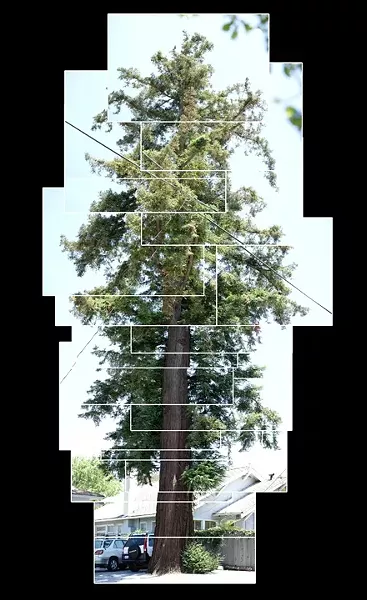 SUM OF ITS PARTS : This Coast Redwood, shown in a photo collage, is one of the SLO City Heritage Trees. - PHOTO BY STEVE E. MILLER