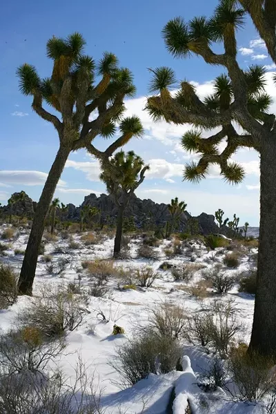 PROMISED LAND: Yucca brevifolia got its common name 'Joshua Tree' by a mid-19th century band of Mormons crossing the Mojave Desert since the tree reminded them of the biblical story of Joshua reaching his hands to the heavens in prayer. - PHOTO BY GLEN STARKEY