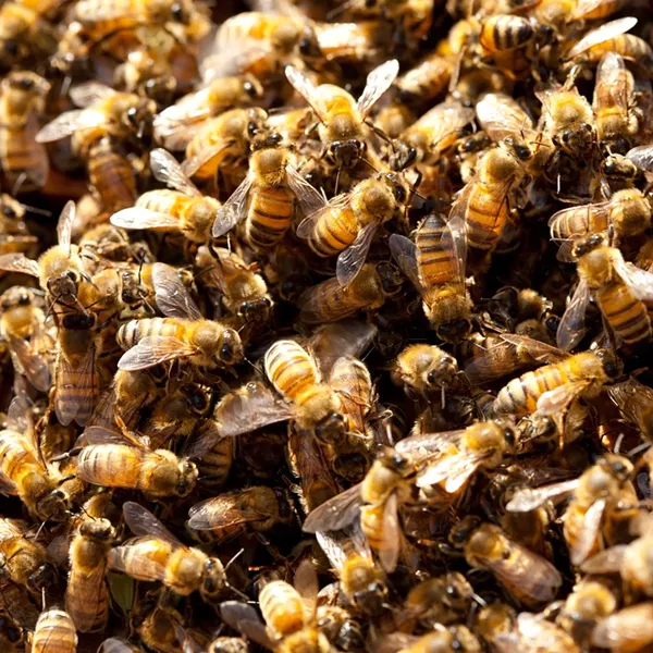 NO PROBLEM : Amateur beekeepers say the county is overly cautious about their hobby, which they contend presents no health hazard but benefits to agriculture. - PHOTO BY STEVE E. MILLER