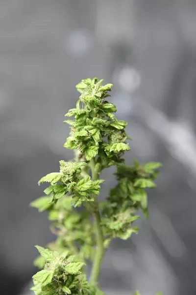 BEST BUDS?: Though the Pismo Beach City Council unanimously supported a ban on mobile medical marijuana dispensaries on Feb. 17, the council unanimously agreed to drop the ban two weeks later. - FILE PHOTO BY STEVE E. MILLER