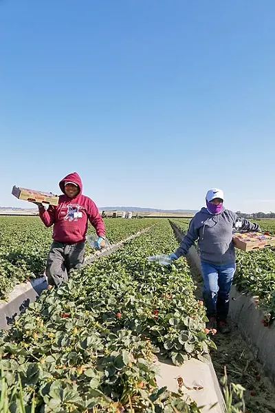 LABOR INTENSIVE: Crops such as strawberries and leafy greens require hands to pick and sort them. Farmers dealing with what they call a local labor shortage are increasingly turning to the H-2A program to help supplement their workforce. - PHOTO BY DYLAN HONEA-BAUMANN