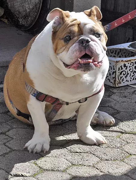DOGS ALLOWED: Chewy the English bulldog was one of several pups who hung out at CCB on March 17, mingling with human legs to celebrate 18 years in business for the SLO brewery. - PHOTO BY CAMILLIA LANHAM