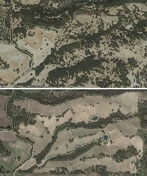 OAKED: In preparation for their Adelaida Hills vineyard, Justin Vineyards and Winery cleared 100 acres—54 of which were densely wooded—of native oak woodland in 2011. These satellite images from September 2010 and August 2013, respectively, show the before and after of the property. The contracted arborist later sued the company for breach of contract. - SCREENSHOTS COURTESY OF GOOGLE EARTH
