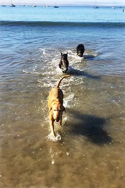 SWIM, RUN, FUN!: Olde Port Beach offers plenty of dog fun, and the riprap makes an effective barrier to corral the canines. - PHOTO BY GLEN STARKEY