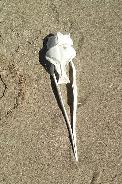 DUNE GRAVEYARD: The sand spit dunes are a good place for some marine archaeology. Here’s what appears to be a parts of a bird skull. - PHOTO BY PETER JOHNSON