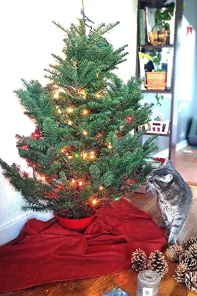 AFTER: The tree we picked out was 3 to 4 feet tall. I had ambitions for a 10-footer, but it wasn’t meant to be in a small space. As you can see, our cat isn’t so sure about the set up. - PHOTO BY PETER JOHNSON