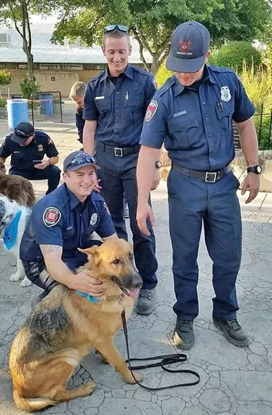 STRESS RELIEVER: Penny, a German Shepard in SLODOG’s Caring Canines program, helps firefighters on the Chimney Fire de-stress between shift changes at base camp in Paso Robles’ Mid-State Fairgrounds. - PHOTO COURTESY OF TINA PALMER