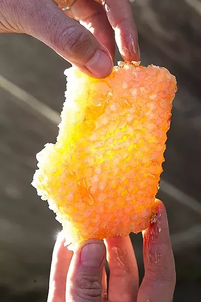CHEW ON THIS: It might seem weird, but chewing on a hunk of fresh honeycomb is a totally satisfying snack. Suck out the raw honey—with all of its immunity-boosting benefits—spit out the wax. Don’t worry; the bees will reuse anything you don’t eat. - PHOTO BY JAYSON MELLOM