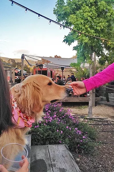 OLD SOUL: While most dogs excitedly barked, played, and marked their territory at Puppy Love, this older golden retriever with a pink bandana moseyed quietly around the patio, smelling flowers and saying hi to the humans. - PHOTO BY PETER JOHNSON