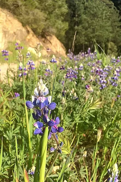 PURPLE PAINT: A swath of lupine color the side of Zaca Ridge Road in Los Padres National Forest with white, blue, and purple.