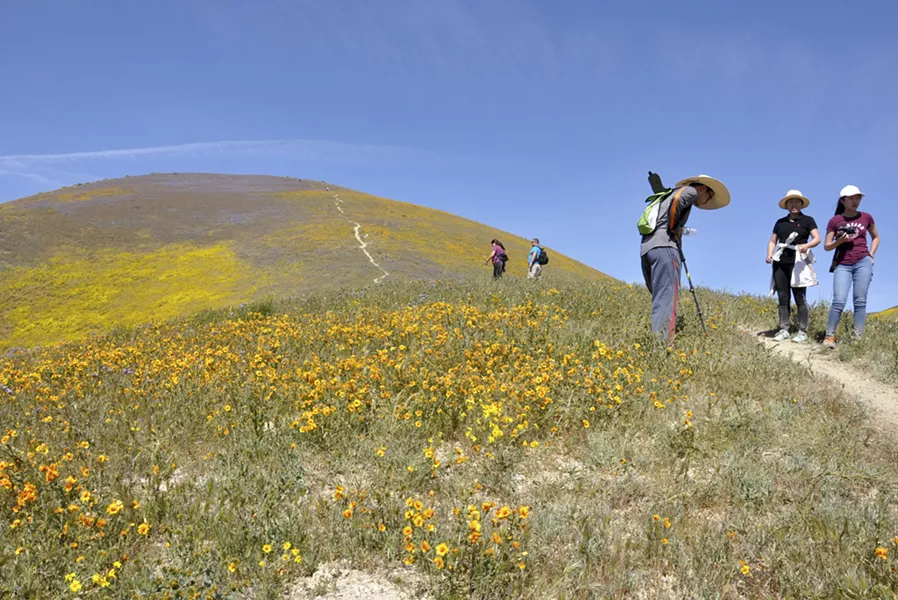 SUPER BLOOM POWER The tourists who invaded the Carrizo Plain National Monument this past spring to view the most vibrant bloom in years have rallied behind the effort to maintain the status quo in the face of a directive from President Donald Trump to review its designation. - PHOTO CAMILLIA LANHAM