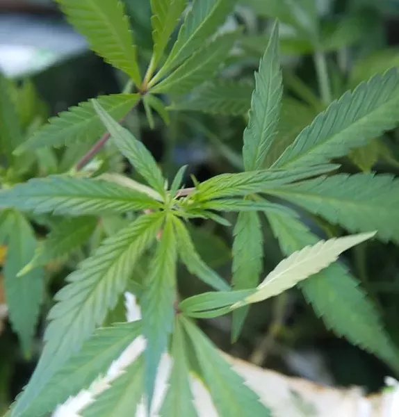 POT RULES
SLO County is on the precipice of enacting local regulations for the burgeoning marijuana industry—but many critical policy questions remain unanswered. - FILE PHOTO