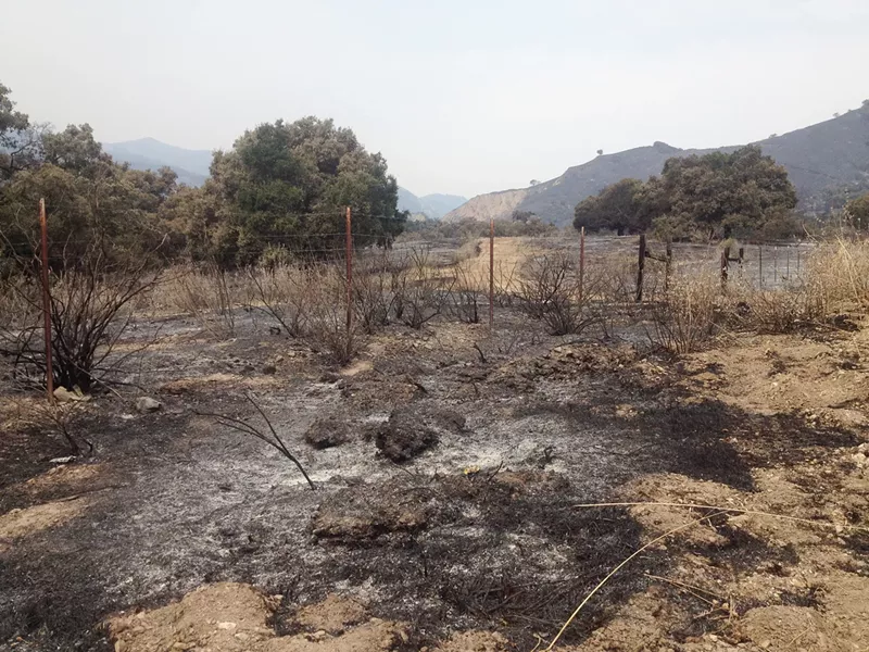 FIRE SEASON The Alamo Fire has burned more than 28,000 acres in a rural area east of Santa Maria. The blaze threatened 133 structures and sparked evacuations of some residents. - PHOTO BY CHRIS MCGUINNESS